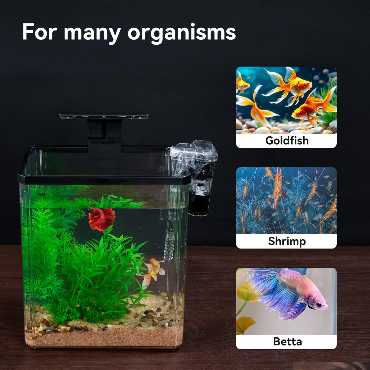 1.5 Gallon Aquarium Starter Kit with Filteration Lighting G787