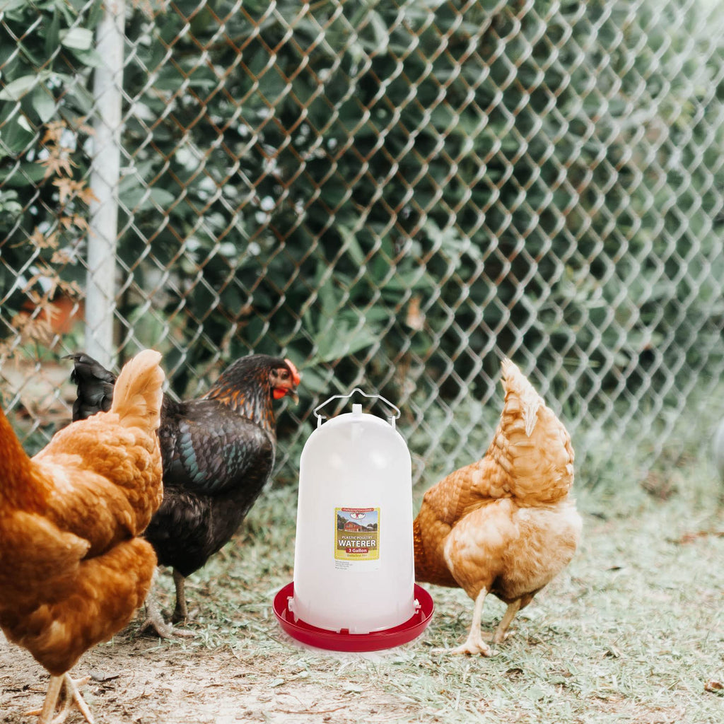 3 Gallon Plastic Gravity Fed Waterer 4-Pack L9954