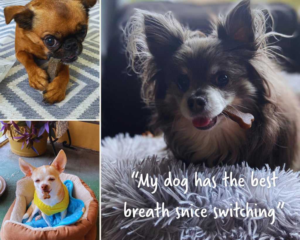 Dental Chews for Dogs 20-50lbs, 30 Bones P670