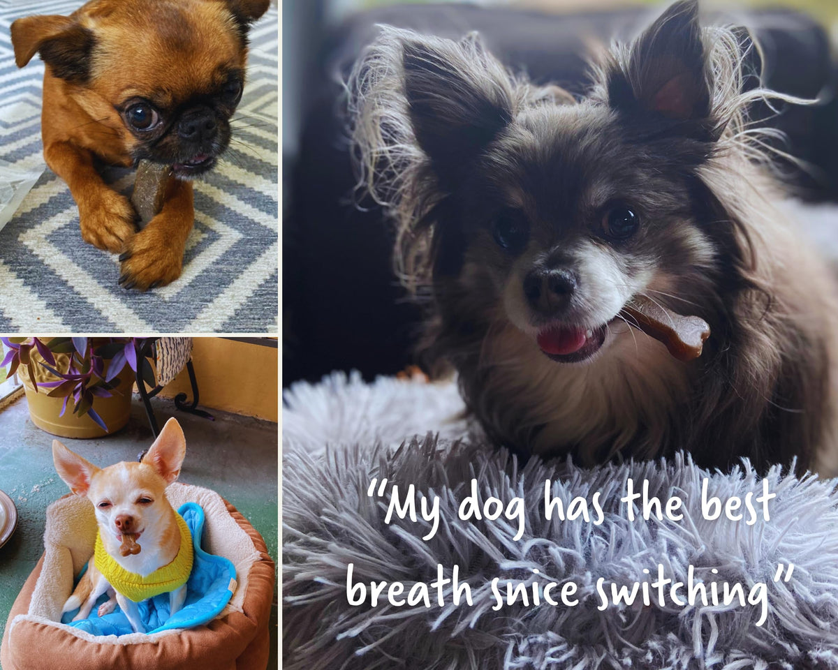 Dental Chews for Dogs 20-50lbs, 30 Bones P670