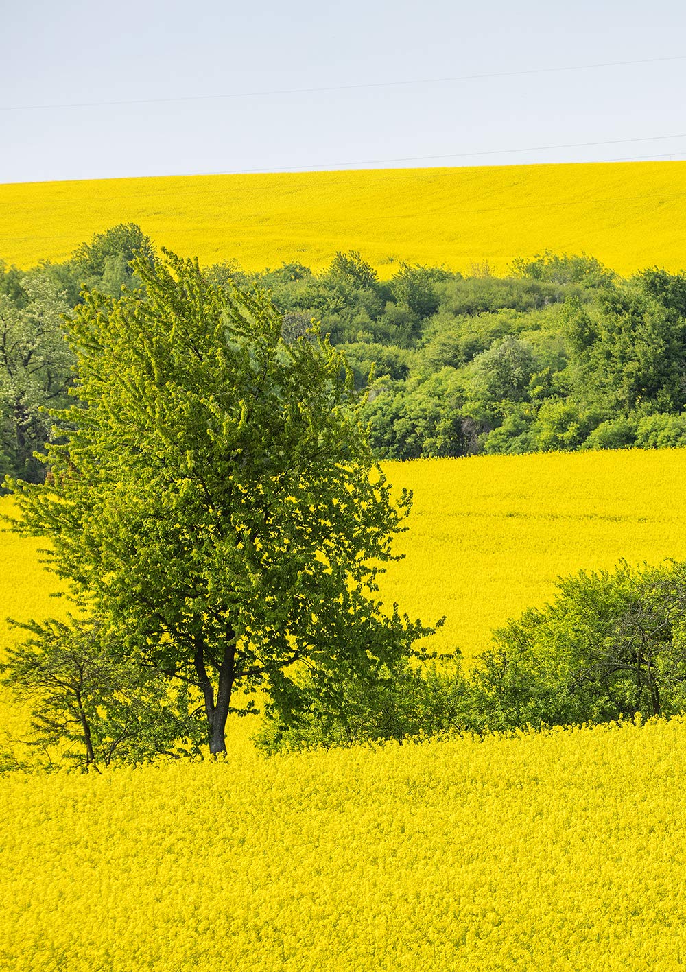 Canola Oil D57882